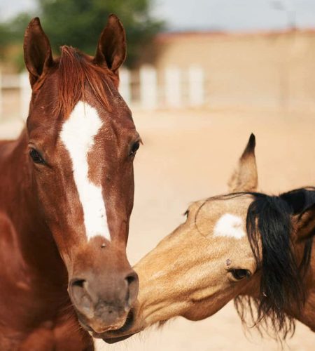 caballos2-min-1.jpg